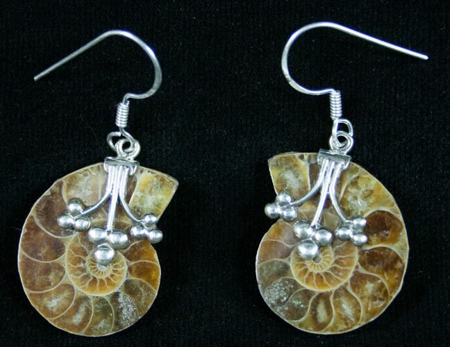 Polished Ammonite Earrings - Sterling Silver #8894